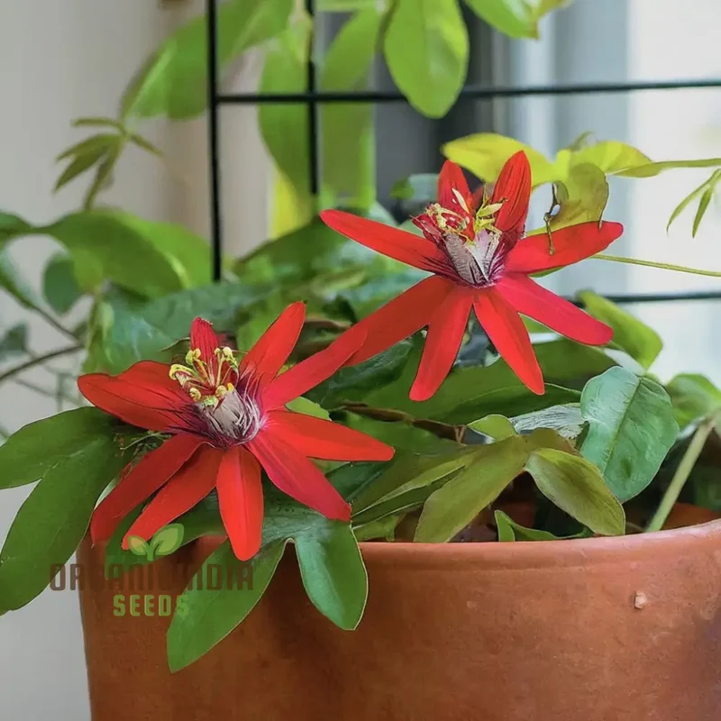 Captivating Red Passion Flower Seeds, Infuse Your Garden with Striking Beauty, Perfect for Planting and Gardening Enthusiasts
