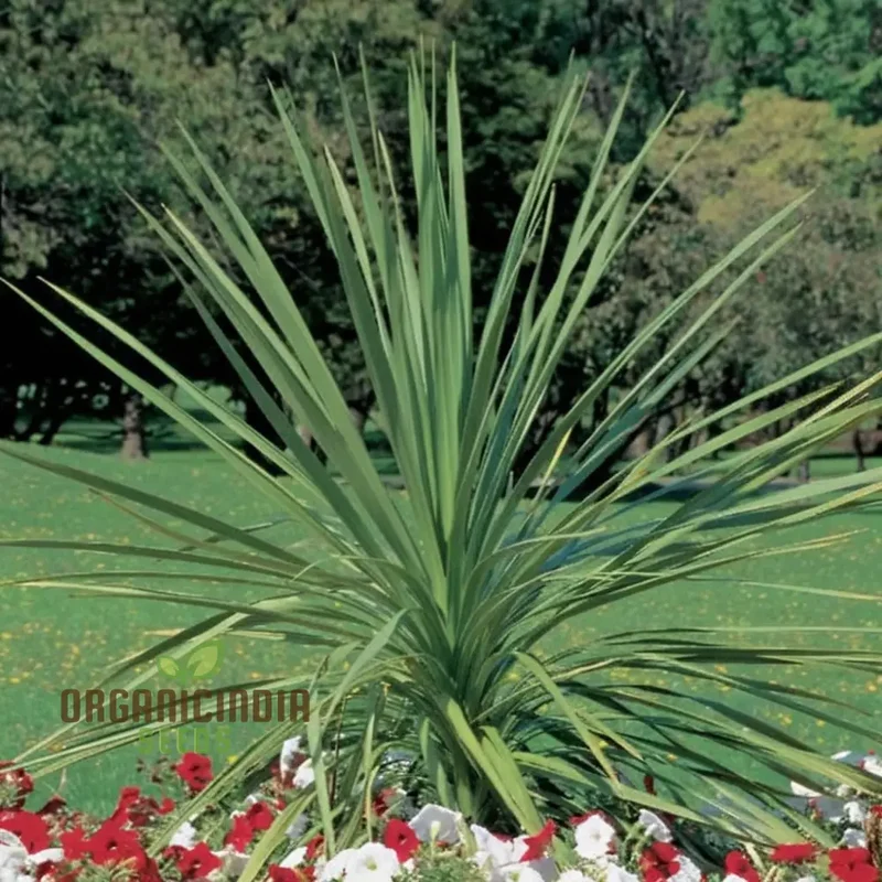 Dracaena Spike Annual Flower Seeds - Dramatic Foliage for Stunning Garden Accents