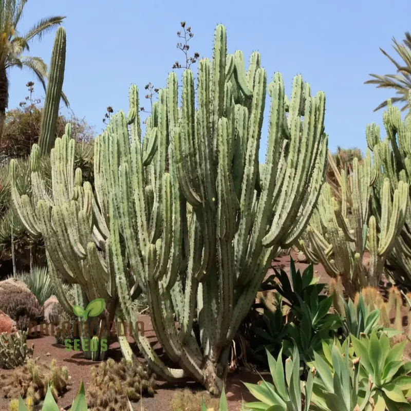 Blue Myrtle Cactus (Myrtillocactus geometrizans) Plant Seeds, Rare, Fast-Growing, Ideal for Indoor and Outdoor Gardens