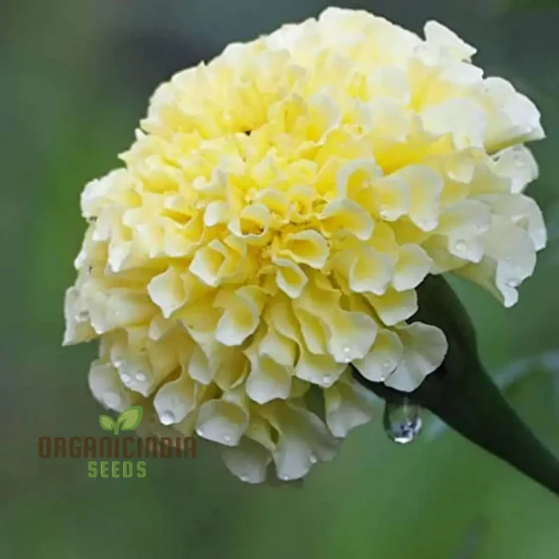 White Marigold Flower Seeds for Gardening Enthusiasts Grow Stunning Blooms with Our High Quality Marigold Seeds