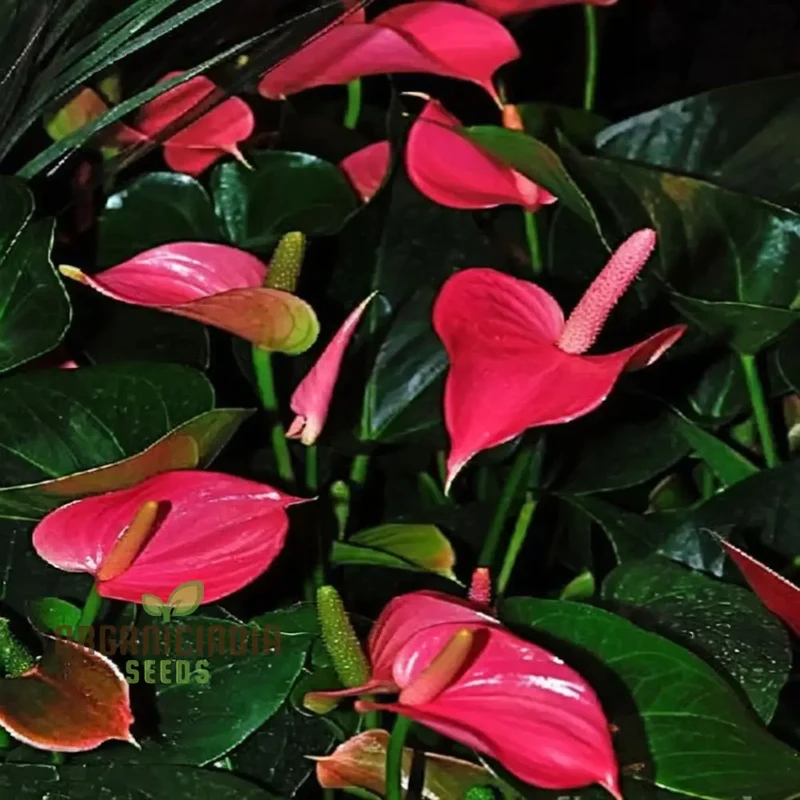 Premium Pink Anthurium Flower Seeds for Vibrant Gardening - Perfect for Enthusiasts Seeking Exquisite Blooms