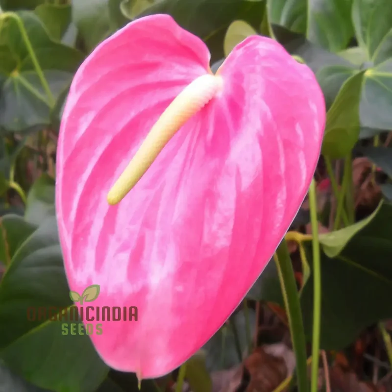 Premium Pink Anthurium Flower Seeds for Vibrant Gardening - Perfect for Enthusiasts Seeking Exquisite Blooms