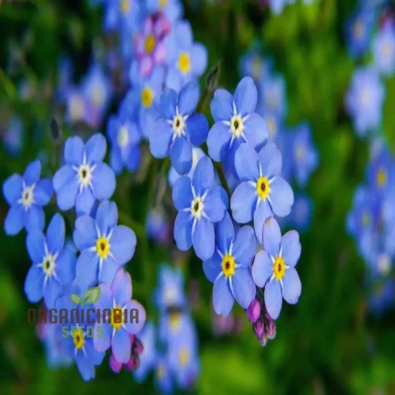 Myosotis arvensis (Field Forget-Me-Not) - Myosotis Flower Seeds for Planting,Semi Deep Blue Blooms for Summer & Autumn Gardening in Containers