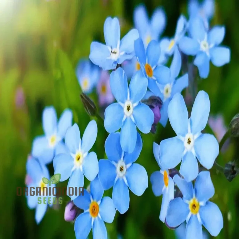 Myosotis arvensis (Field Forget-Me-Not) - Myosotis Flower Seeds for Planting,Semi Deep Blue Blooms for Summer & Autumn Gardening in Containers
