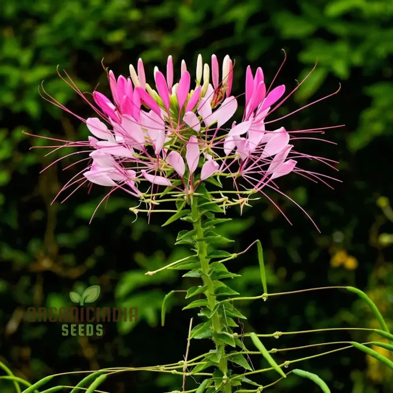 Clemone Beeplant Bladderpod Pink Queen Spider Plant Seeds , Elevate Your Gardening Experience with Exotic, Eye-Catching Blooms