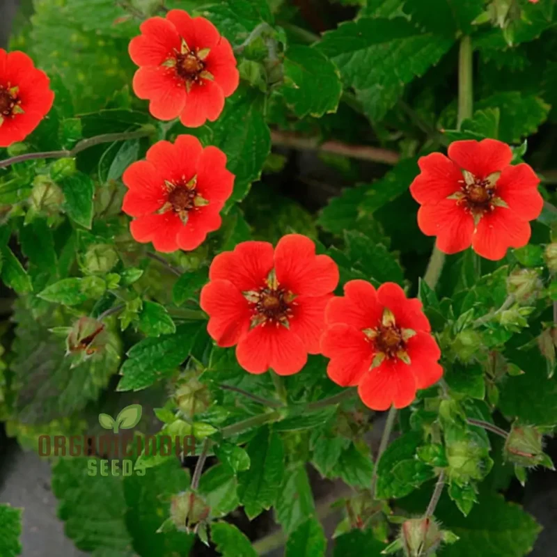 Red Cinquefoil Beautiful Flowers Seeds | Premium Flower Seeds for Planting & Gardening Delights