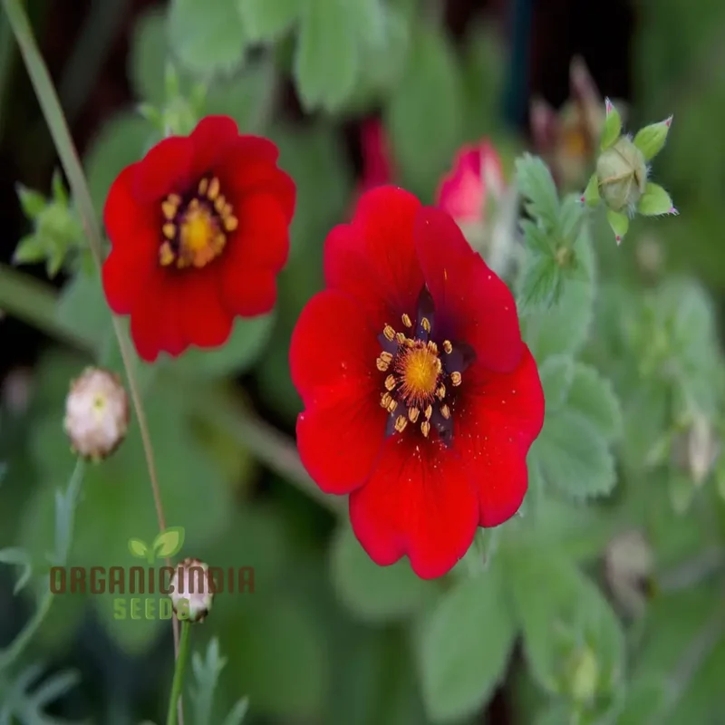 Red Cinquefoil Beautiful Flowers Seeds | Premium Flower Seeds for Planting & Gardening Delights