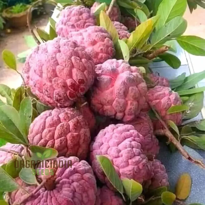 Red Custard Apple Seeds: Cultivate Deliciousness in Your Garden with Our High-Quality Gardening Seeds.