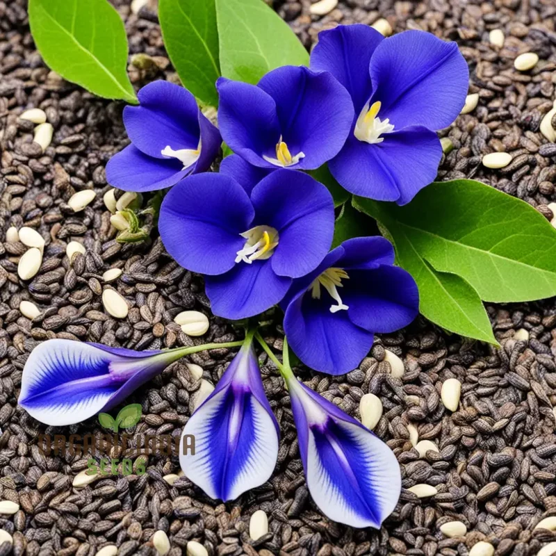 Clitoria Seeds – Blue Butterfly Pea Flowers for Garden Planting