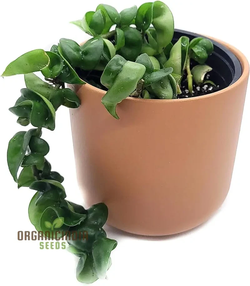Canoas Compacta Easy-care Plant, Natural air Purifier California Grown (100pcs)
