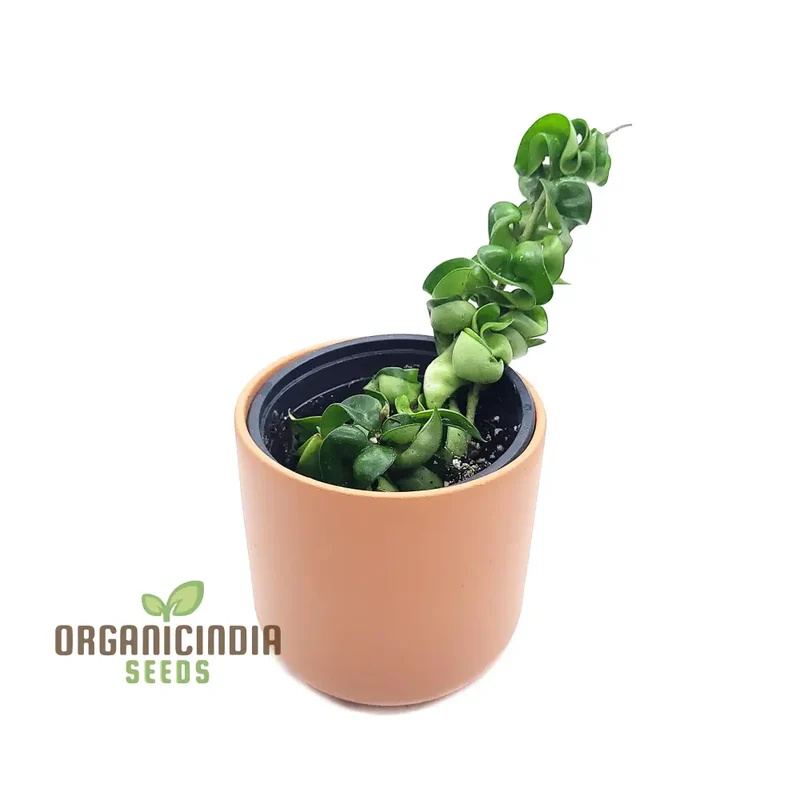 Canoas Compacta Easy-care Plant, Natural air Purifier California Grown (100pcs)