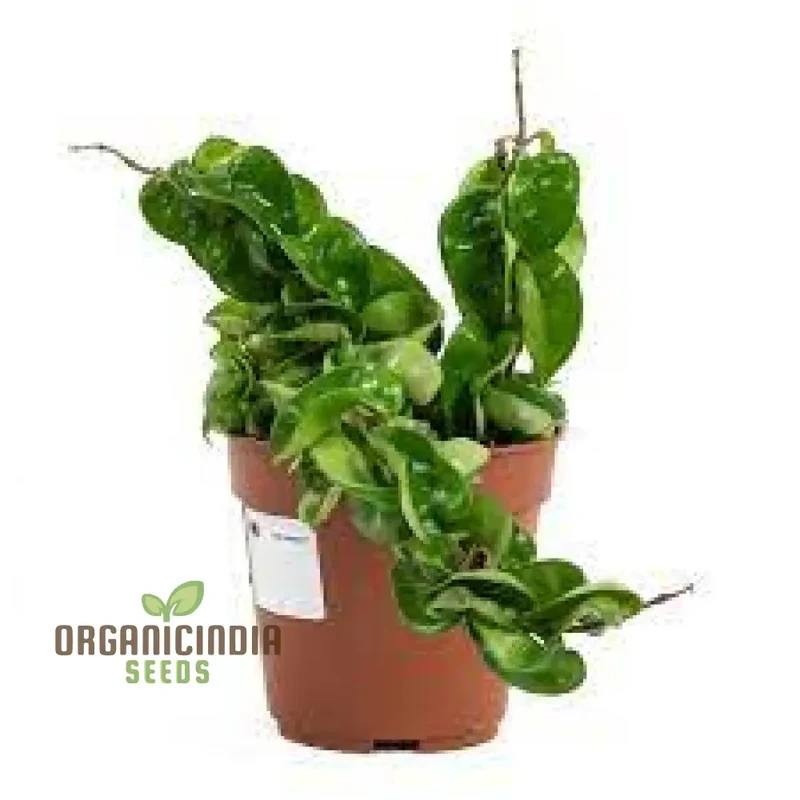 Canoas Compacta Easy-care Plant, Natural air Purifier California Grown (100pcs)
