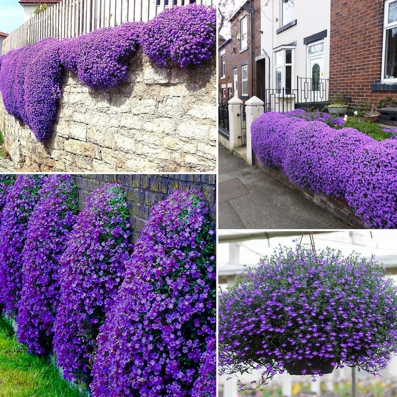 Magic Creeping Thyme Seeds Creeping Thyme Seeds Dwarf Ground Cover Plants Seeds Easy to Plant and Grow Non-GMO Seeds