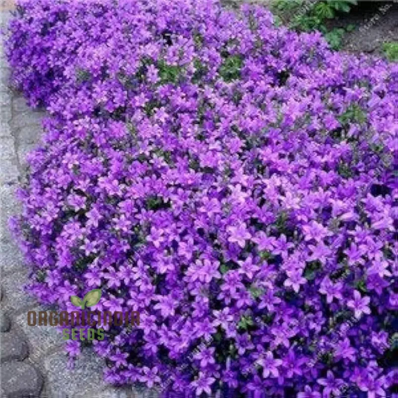 Magic Creeping Thyme Seeds Creeping Thyme Seeds Dwarf Ground Cover Plants Seeds Easy to Plant and Grow Non-GMO Seeds