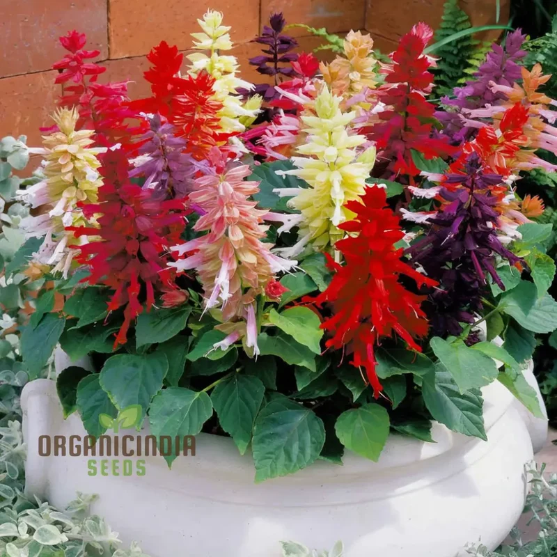Salvia Dwarf Reddy Formula Mixed Seeds – Compact Hybrid Variety for Vibrant Garden Blooms