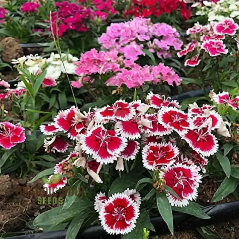 Dianthus F-1 Grace Double Mixed (Hybrid) Flower Seeds, In-Depth Guide to Planting, Gardening, and Cultivating Beautiful Double Blooms