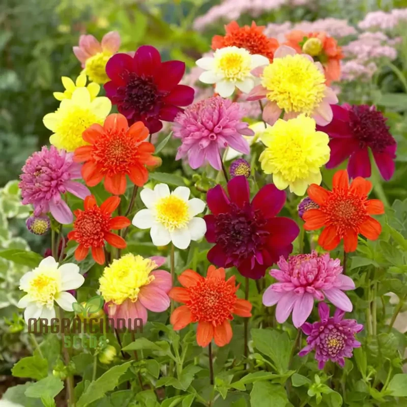 Dahlia Tall Star Mixed Flower Seeds, Extensive Guide to Planting, Gardening, and Nurturing Stunning Tall Dahlias in Your Garden