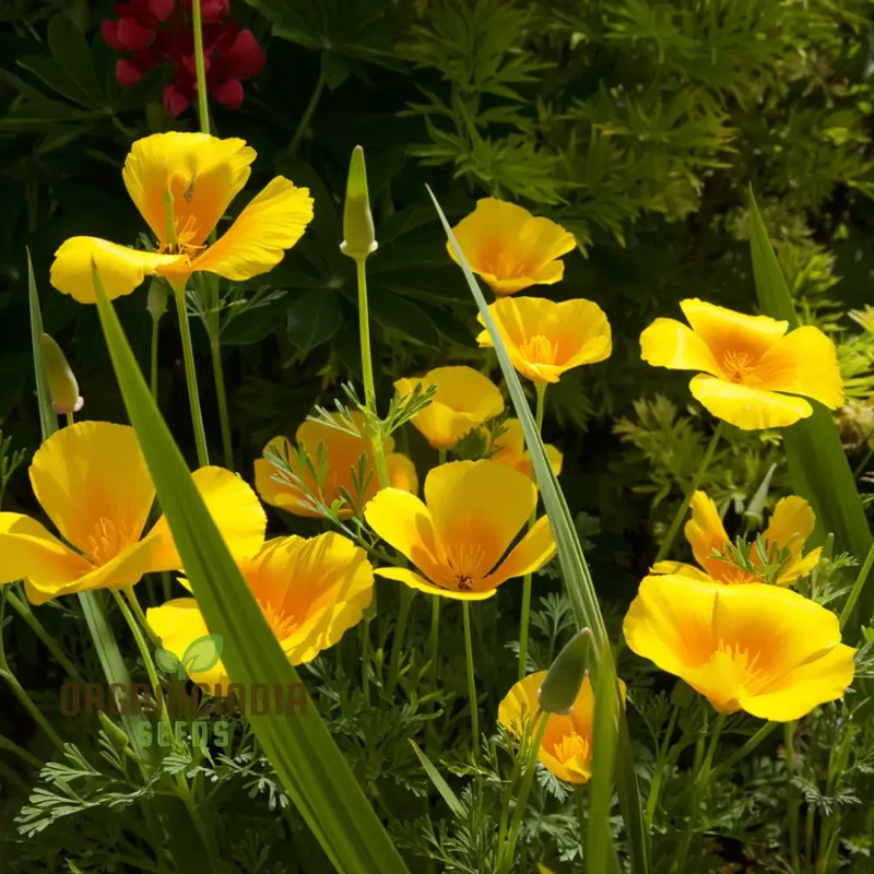 Eschscholzia Mixed (California Poppy) Flower Seeds - Bright and Cheerful Blooms for Your Garden