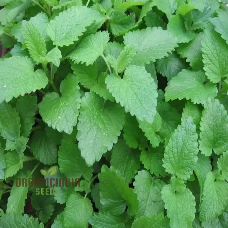 Lemon Balm (Melissa) Seeds – Refreshing, Aromatic Herb for Culinary & Medicinal Use