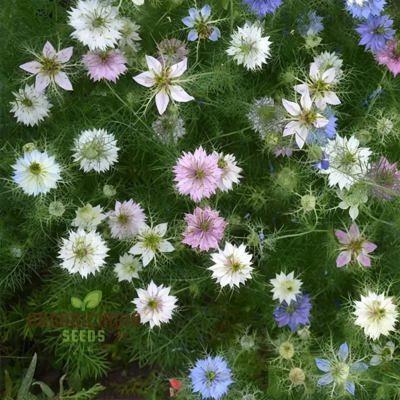 Nigella Love in A Mist Miss Jekyll Mix Flower Seeds, Vibrant Garden Blooms for Colorful Landscapes