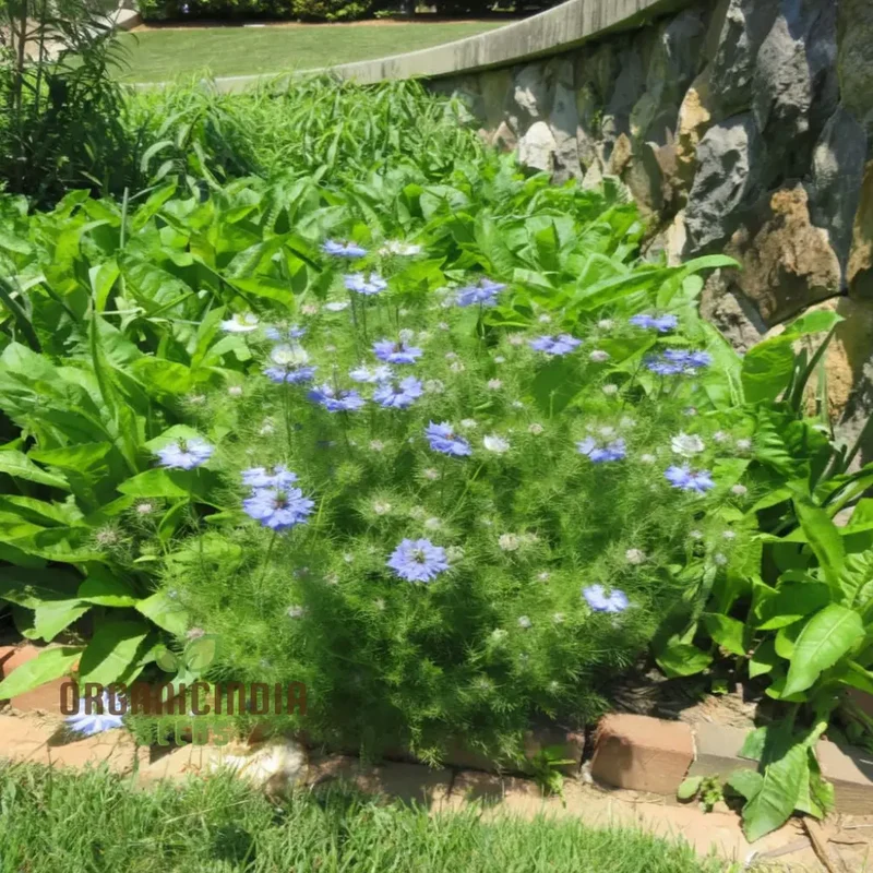 Nigella Love in A Mist Miss Jekyll Mix Flower Seeds, Vibrant Garden Blooms for Colorful Landscapes