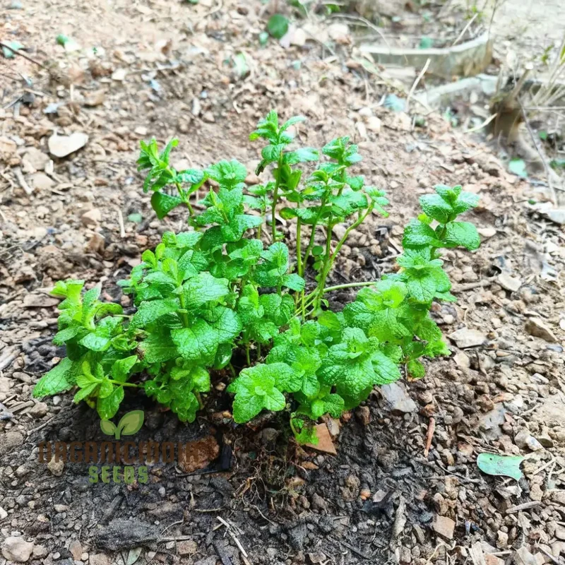 Mint SPICATA Seeds For Planting, Fresh Culinary Mint for Your Garden Delights