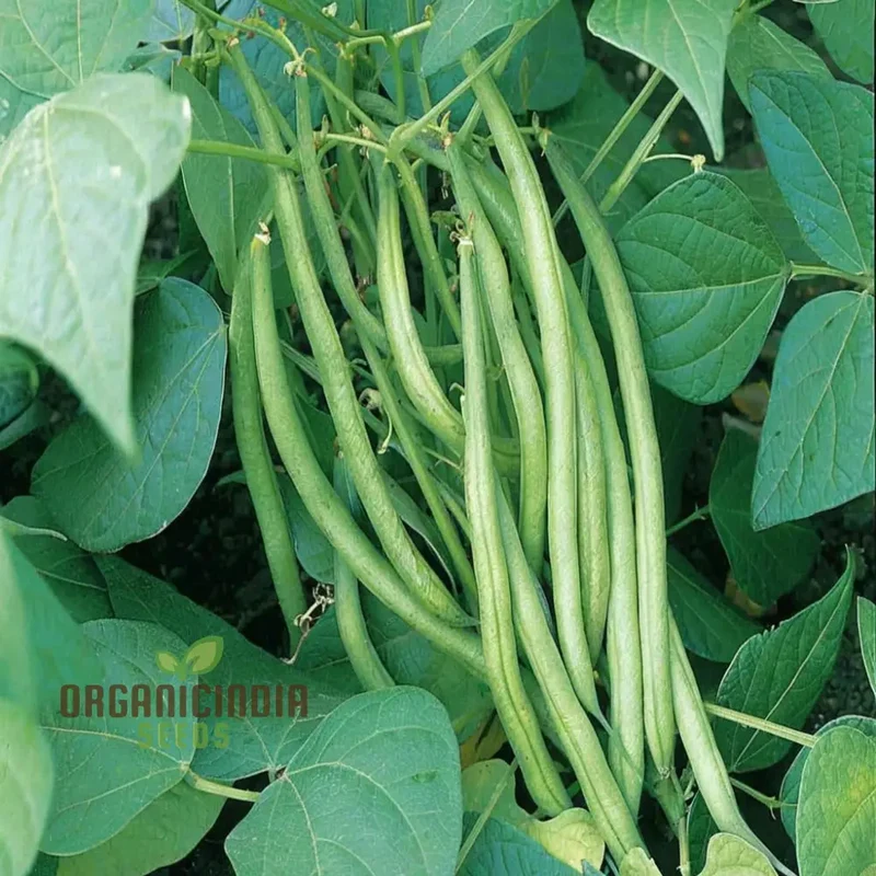 Organic Climbing French Beans - Fresh, High-Yield, Heirloom Variety
