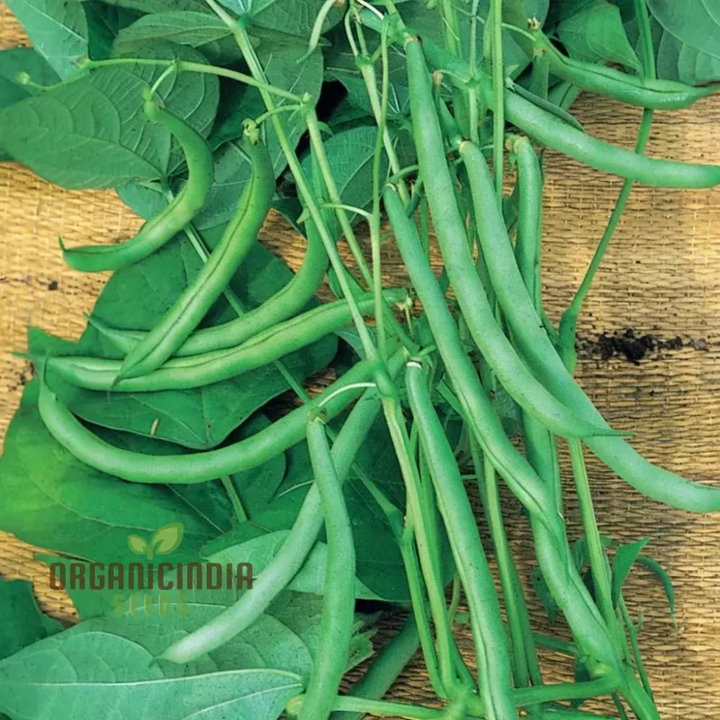 Organic Climbing French Beans - Fresh, High-Yield, Heirloom Variety
