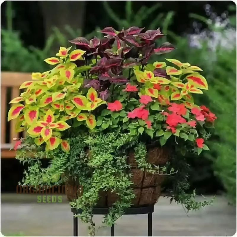 Coleus Rainbow Mixture Seeds, Grow a Colorful Garden with Premium Coleus Plant Seeds