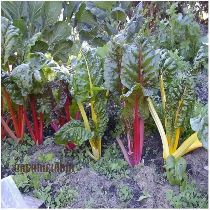 Organic Swiss Chard Rainbow Mix - Fresh, Colorful, and Nutritious Greens