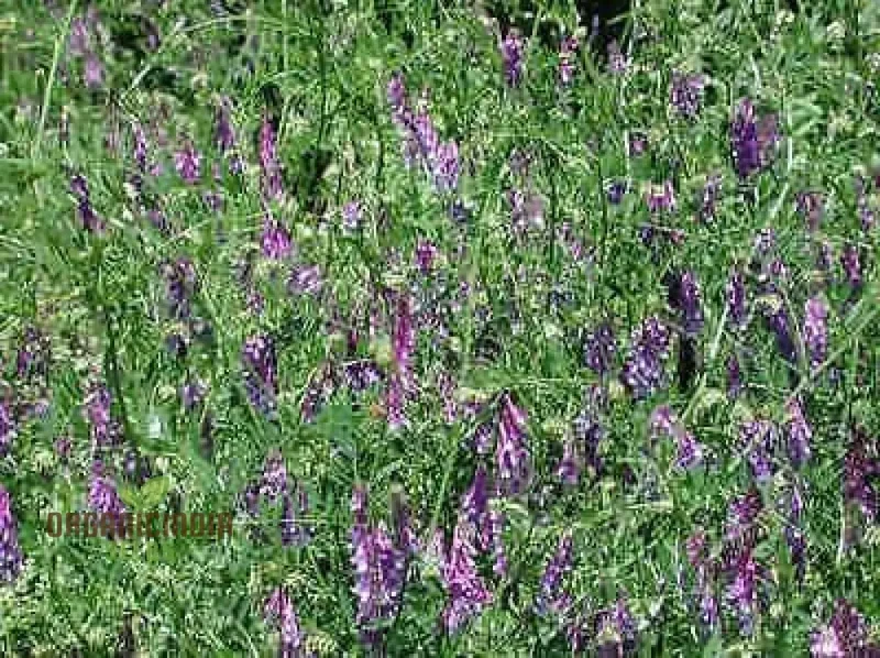 50pcs Purple Vetch Flower Seeds, Fresh Purple Vetch Seeds Pack of 50, Fresh Purple Vetch Seeds Pack of 50