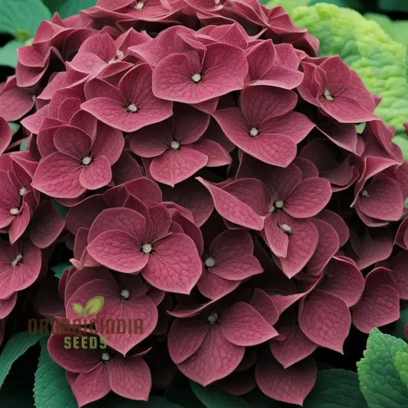 Premium Burgundy Hydrangea Flower Seeds, Easy-to-Grow Seeds for Rich-Colored Garden Blooms and Planting