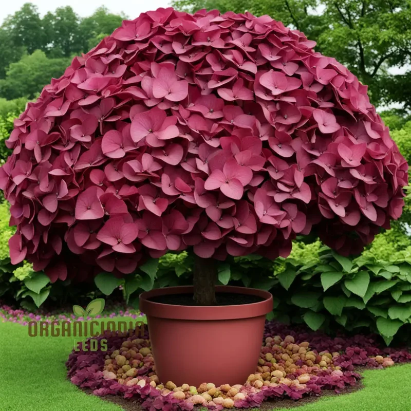 Premium Burgundy Hydrangea Flower Seeds, Easy-to-Grow Seeds for Rich-Colored Garden Blooms and Planting