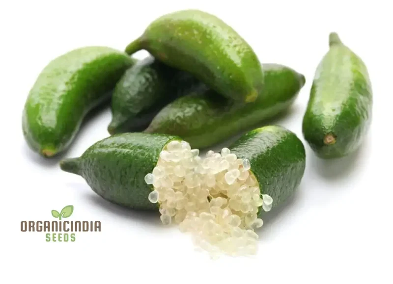 Finger Lime Seeds, High Quality Lime Fruits Seeds For Planting