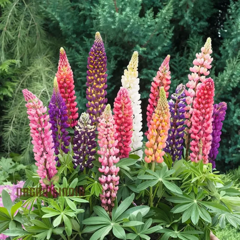 Lupinus Nootkatensis Flower Seeds, Stunning Garden Blooms, Easy-to-Grow Lupine Seeds