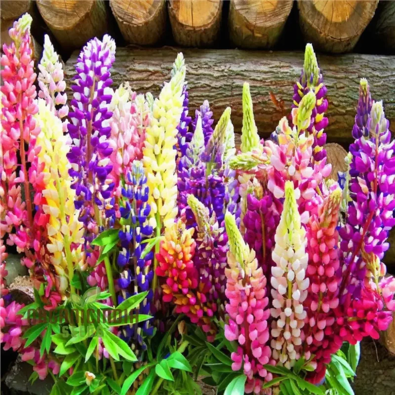 Lupinus Nootkatensis Flower Seeds, Stunning Garden Blooms, Easy-to-Grow Lupine Seeds