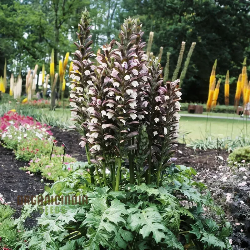 Premium Acanthus mollis Plant Seeds: Elevate Your Gardening Experience with Exquisite Seeds for a Flourishing Garden