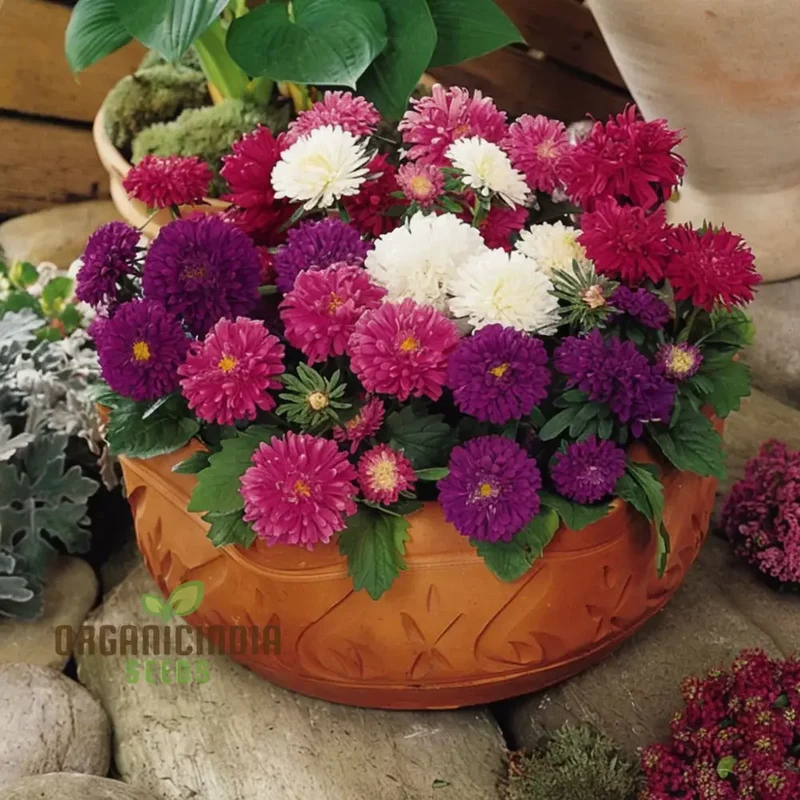 Aster Starlight Mixed Flower Seeds - Illuminate Your Garden with a Dazzling Display of Blooms, Perfect for Planting and Gardening Enthusiasts