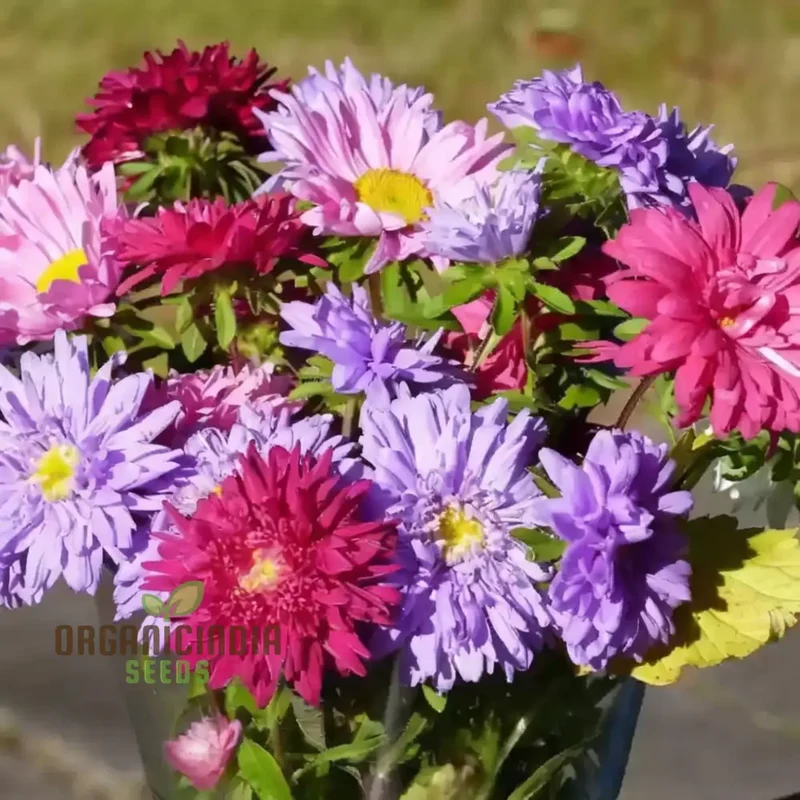Aster Starlight Mixed Flower Seeds - Illuminate Your Garden with a Dazzling Display of Blooms, Perfect for Planting and Gardening Enthusiasts
