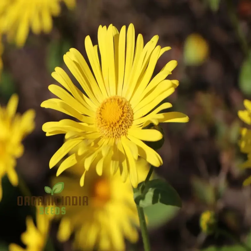 Doronicum Flower Seeds ,Elevate Your Gardening Experience with Radiant, Long-Lasting Flowers