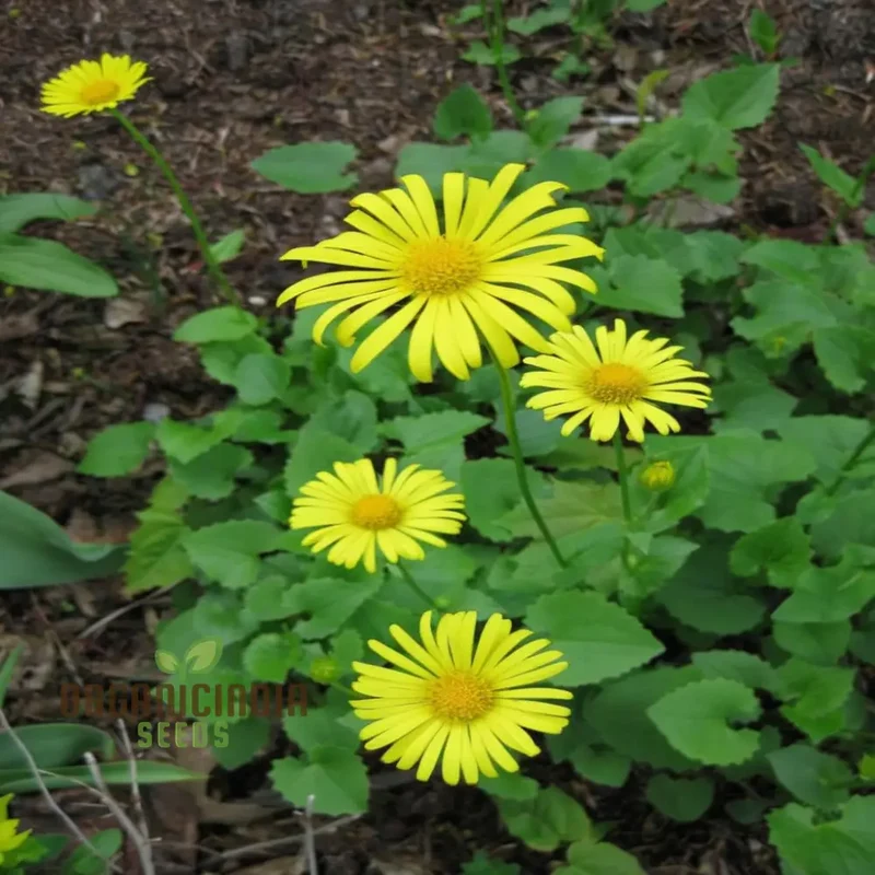 Doronicum Flower Seeds ,Elevate Your Gardening Experience with Radiant, Long-Lasting Flowers