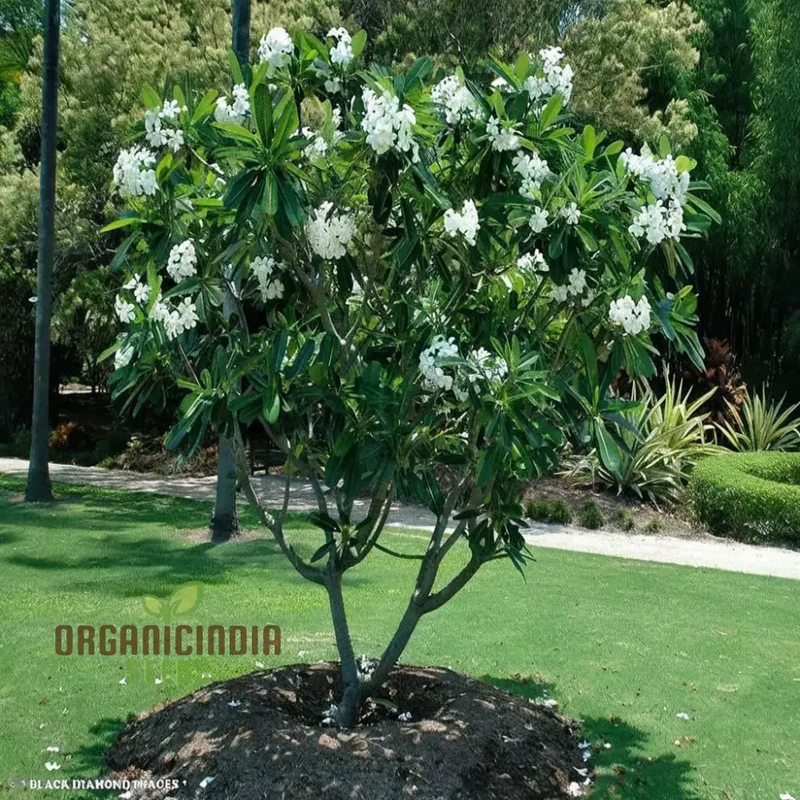 Plumeria Apricot Flower Seeds – Premium Tropical Blooms for Garden Planting