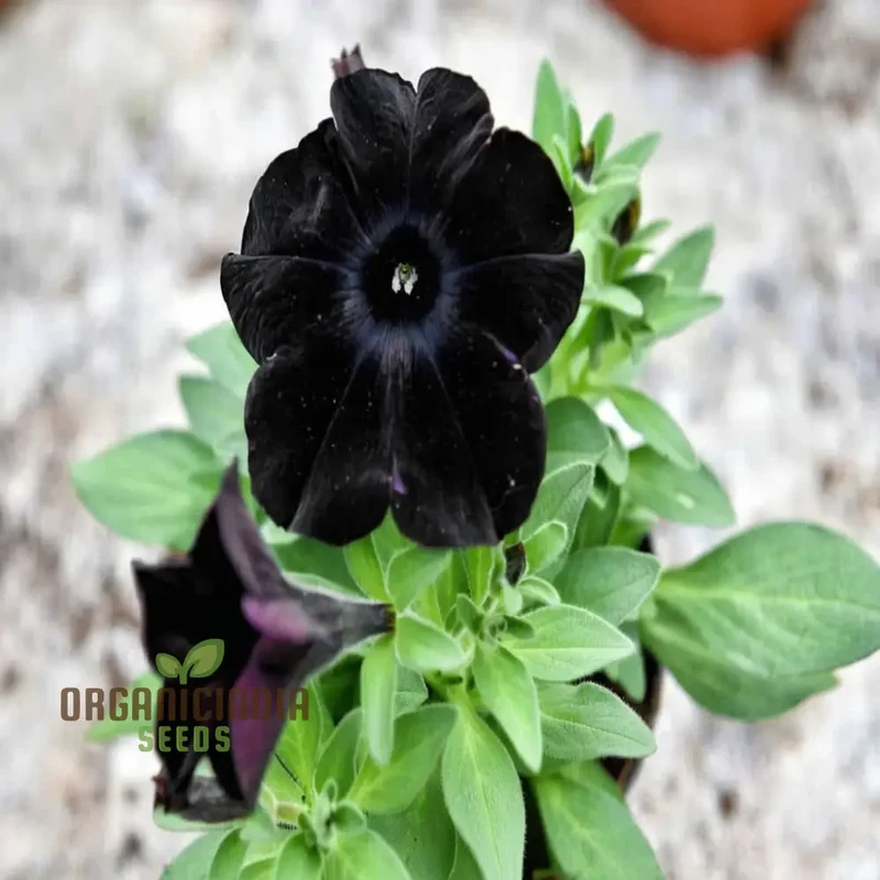 Black Petunia Flower Seeds - Dramatic Blooms for Bold Garden Statements