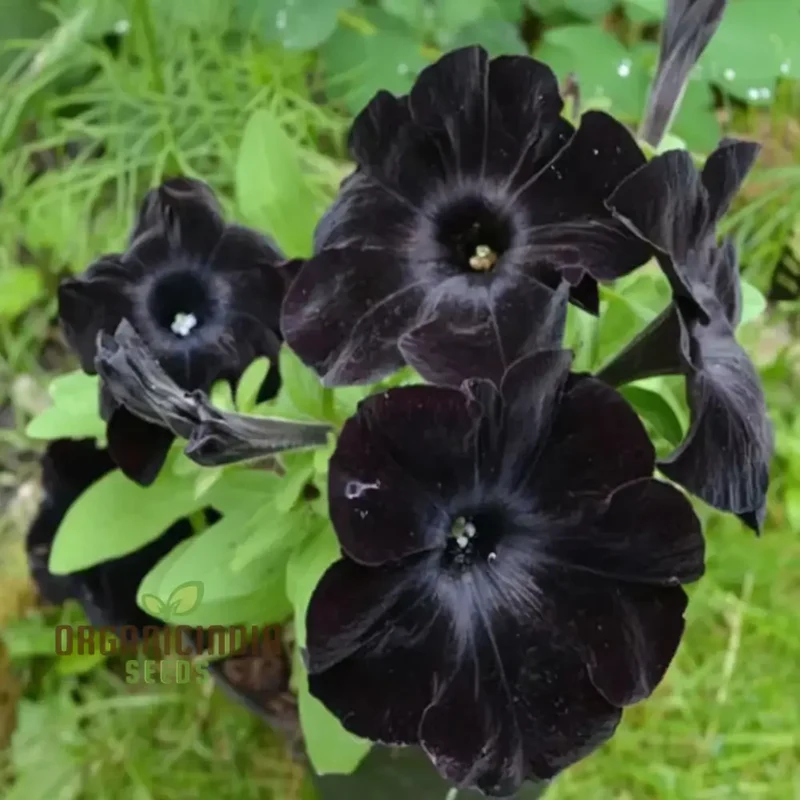 Black Petunia Flower Seeds - Dramatic Blooms for Bold Garden Statements
