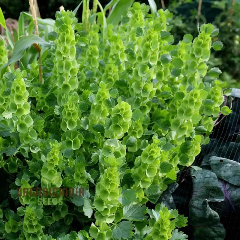 Moluccella laevis Seeds – Bells of Ireland for Lush Green Garden Foliage