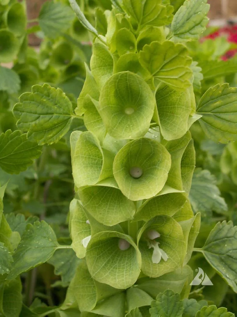 Moluccella laevis Seeds – Bells of Ireland for Lush Green Garden Foliage
