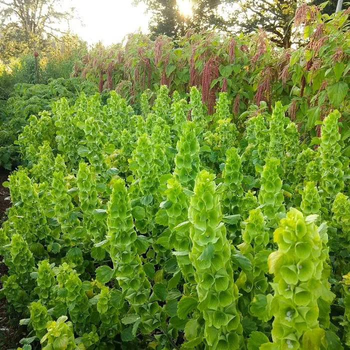 Moluccella laevis Seeds – Bells of Ireland for Lush Green Garden Foliage