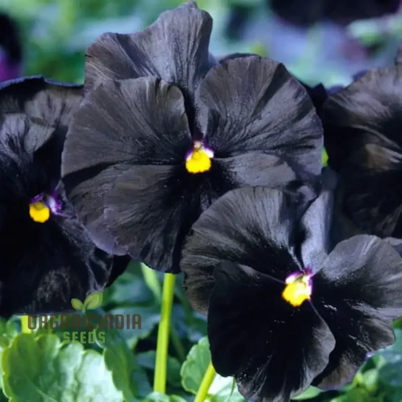 Black Pansy Flower Seeds – Unique Dark Blooms for Elegant Garden Displays