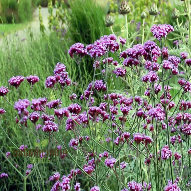 Verbena Bonariensis Flower Seeds – Tall, Airy Blooms for Home Gardens