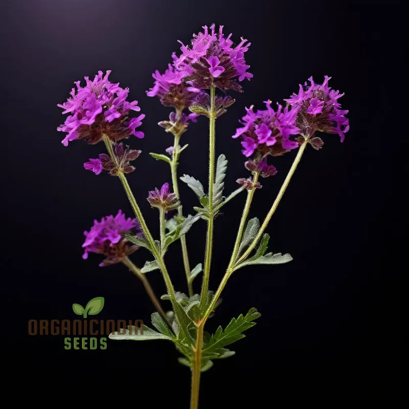 Verbena Bonariensis Flower Seeds – Tall, Airy Blooms for Home Gardens